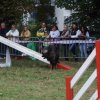foire-haricots 2011-09-17et18